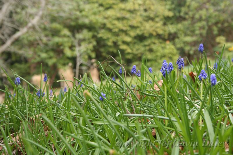 Bluebells, Cloudehill Gardens IMG_6533.JPG